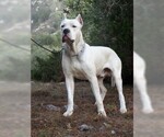 Small Photo #15 Dogo Argentino Puppy For Sale in AUSTIN, TX, USA
