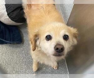 Pomeranian-Unknown Mix Dogs for adoption in Orange, CA, USA