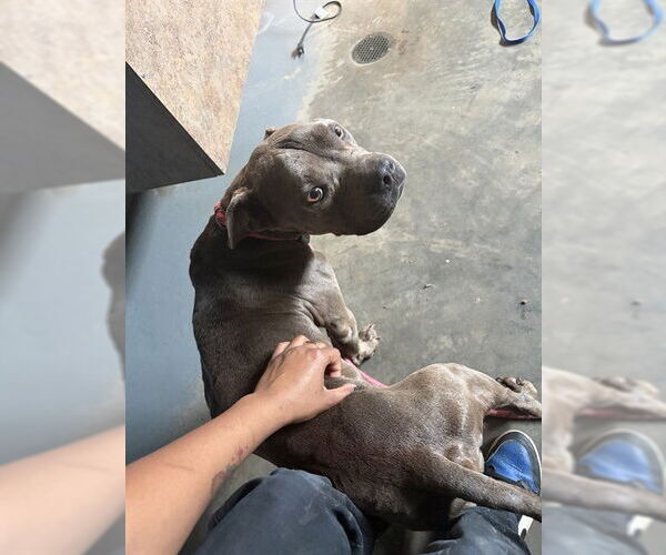 Medium Photo #1 American Staffordshire Terrier-French Bulldog Mix Puppy For Sale in Tallahassee, FL, USA