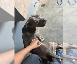 American Staffordshire Terrier-French Bulldog Mix Dogs for adoption in Tallahassee, FL, USA