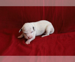 Small Photo #11 Dalmatian Puppy For Sale in KATY, TX, USA