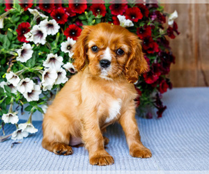 Medium Cavalier King Charles Spaniel