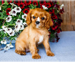 Puppy 5 Cavalier King Charles Spaniel