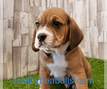 Small Photo #2 Beagle-English Bulldog Mix Puppy For Sale in SHELBYVILLE, IN, USA