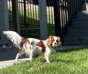 Father of the Cavalier King Charles Spaniel puppies born on 07/17/2025