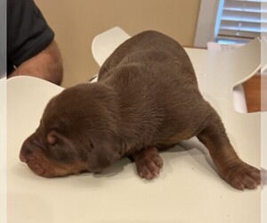 Doberman Pinscher Puppy for sale in PECK, KS, USA