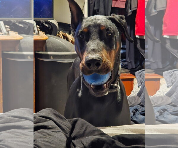 Medium Photo #1 Doberman Pinscher Puppy For Sale in Buffalo, MN, USA