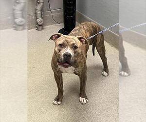 Mutt Dogs for adoption in Las Vegas, NV, USA