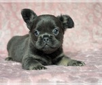 Small #5 French Bulldog