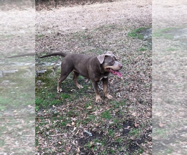 Medium Photo #1 American Bully Puppy For Sale in GREENVILLE, NC, USA