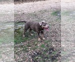 Small Photo #1 American Bully Puppy For Sale in GREENVILLE, NC, USA