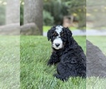 Small #3 Bernedoodle (Miniature)