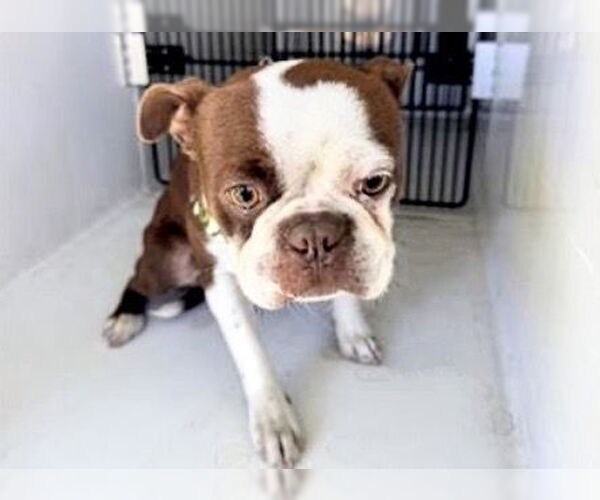 Medium Photo #1 Boston Terrier Puppy For Sale in Houston, TX, USA