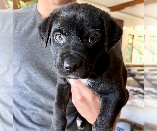 Medium Photo #4 Labrador Retriever-Unknown Mix Puppy For Sale in San Juan Capistrano, CA, USA