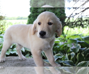 Golden Retriever Puppy for sale in SHILOH, OH, USA