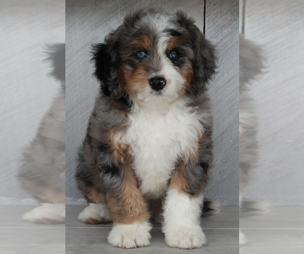 Medium Photo #3 Miniature Bernedoodle Puppy For Sale in FREDERICKSBURG, OH, USA