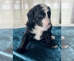 Small Photo #10 Miniature Australian Shepherd-Miniature Bernedoodle Mix Puppy For Sale in BLUE SPRINGS, MO, USA