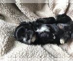 Small Photo #2 Havanese Puppy For Sale in HILLSBORO, OR, USA
