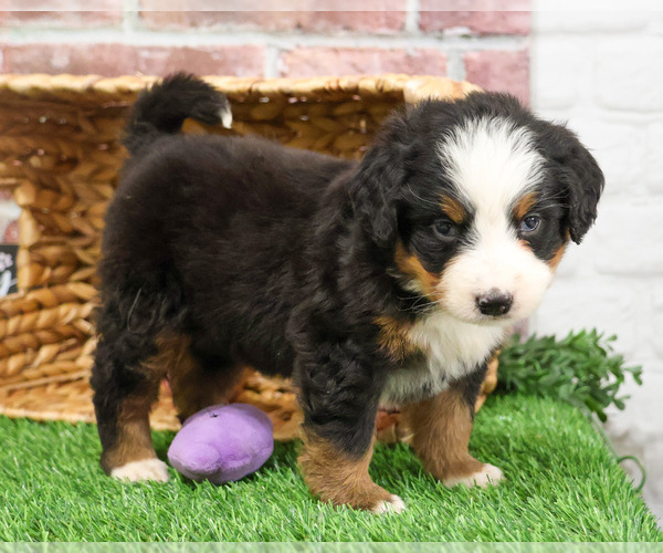 Medium Photo #8 Bernese Mountain Dog Puppy For Sale in SYRACUSE, IN, USA