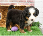 Small #7 Bernese Mountain Dog