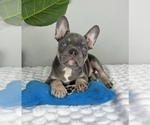 Small #8 French Bulldog