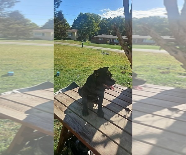 Medium Photo #4 Cane Corso Puppy For Sale in DELAWARE, OH, USA