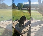 Small #3 Cane Corso