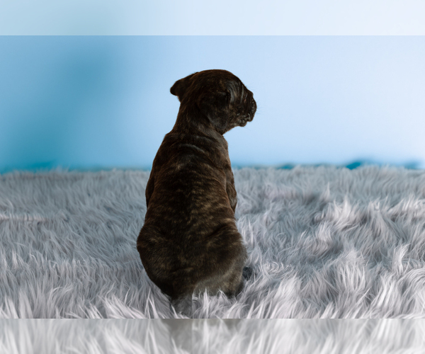 Medium Photo #5 Cane Corso Puppy For Sale in BOURBON, IN, USA