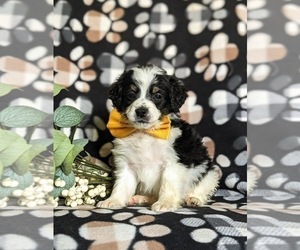 Miniature Bernedoodle Puppy for sale in OXFORD, PA, USA