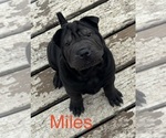 Image preview for Ad Listing. Nickname: Miles