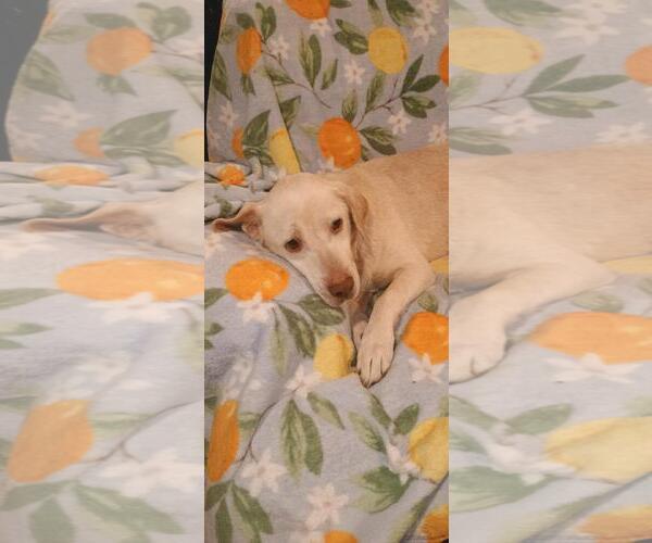 Medium Photo #2 Labrador Retriever Puppy For Sale in The Woodlands, TX, USA