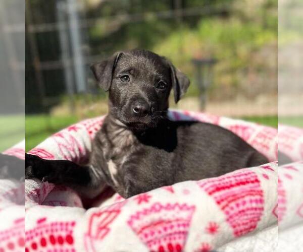Medium Photo #1 Labrador Retriever-Unknown Mix Puppy For Sale in San Diego, CA, USA