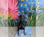 Small Photo #1 Doberman Pinscher Puppy For Sale in Frisco, CO, USA
