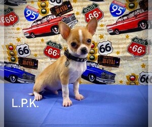 Chihuahua Puppy for sale in WINNSBORO, LA, USA