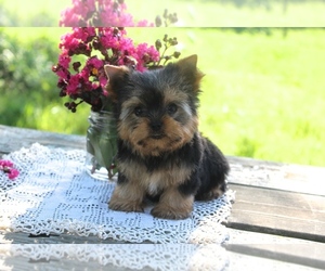 Pomeranian Puppy for sale in CENTREVILLE, VA, USA