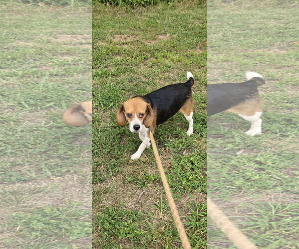 Medium Photo #2 Beagle Puppy For Sale in Rustburg, VA, USA