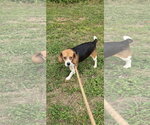 Small #1 Beagle