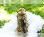 Small Photo #3 English Bulldog-Mastiff Mix Puppy For Sale in WARSAW, IN, USA