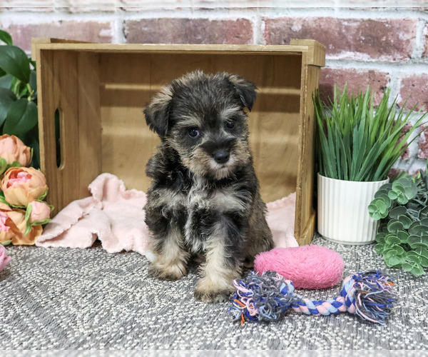 Medium Photo #2 Schnauzer (Miniature) Puppy For Sale in SYRACUSE, IN, USA