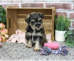 Small #1 Schnauzer (Miniature)