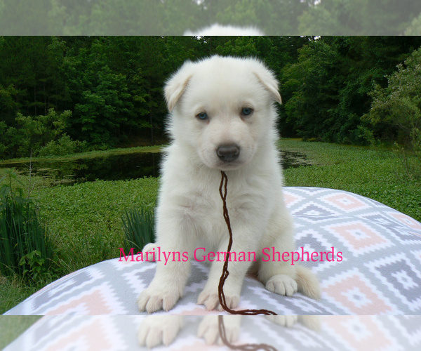 Medium Photo #3 German Shepherd Dog Puppy For Sale in PIEDMONT, MO, USA