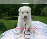 Small #2 German Shepherd Dog