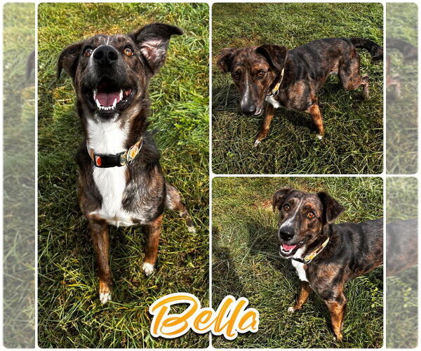 Medium Photo #2 Australian Shepherd-Unknown Mix Puppy For Sale in Pierceton , IN, USA