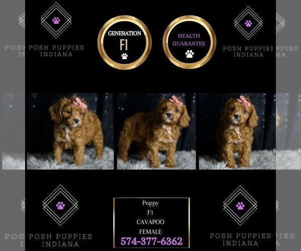 Medium Photo #103 Cavapoo Puppy For Sale in WARSAW, IN, USA
