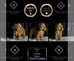 Small Photo #103 Cavapoo Puppy For Sale in WARSAW, IN, USA