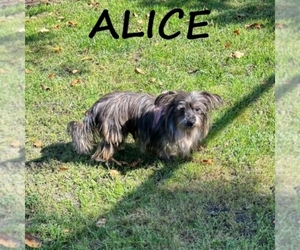 Snorkie Puppy for sale in HARTLAND, MN, USA