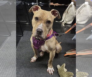 American Pit Bull Terrier-Unknown Mix Dogs for adoption in Princeton, MN, USA