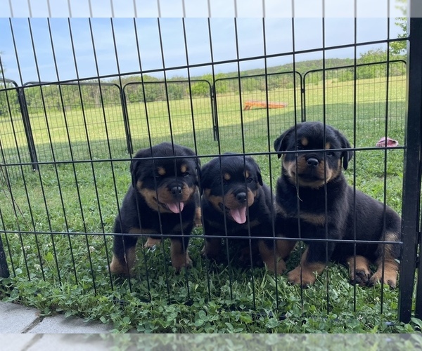 Medium Photo #4 Rottweiler Puppy For Sale in COMO, MS, USA