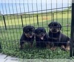 Small Photo #4 Rottweiler Puppy For Sale in COMO, MS, USA