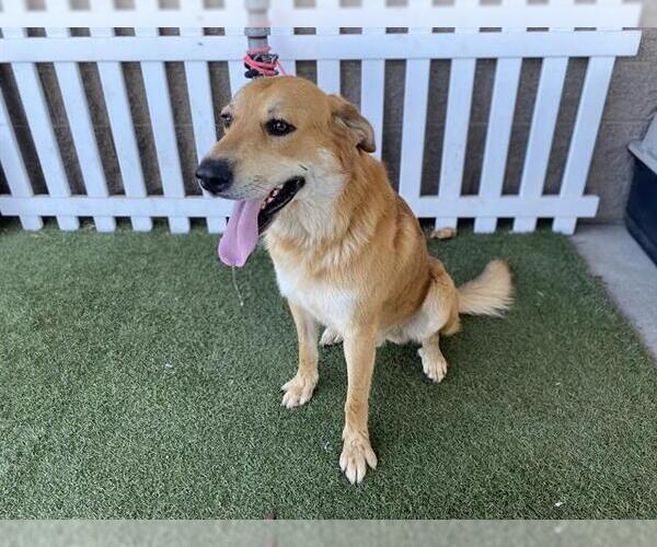 Medium Photo #1 Anatolian Shepherd-Unknown Mix Puppy For Sale in Modesto, CA, USA